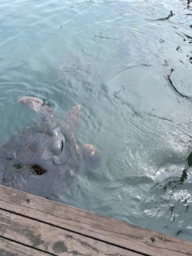 串本海中公園水族館に投稿された画像（2021/8/17）