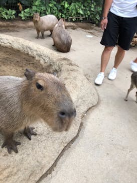 神戸どうぶつ王国に投稿された画像（2021/8/17）