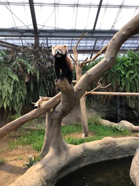 神戸どうぶつ王国に投稿された画像（2021/8/17）