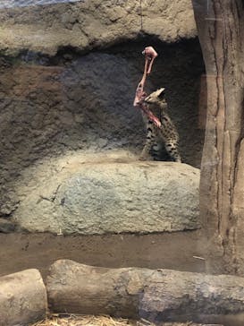 神戸どうぶつ王国に投稿された画像（2021/8/17）