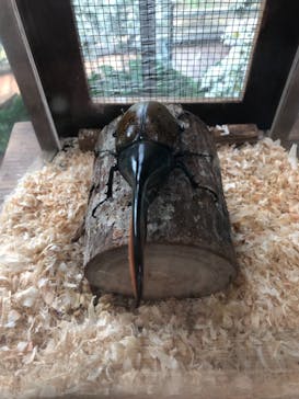 美らヤシパークオキナワ・東南植物楽園に投稿された画像（2021/8/17）