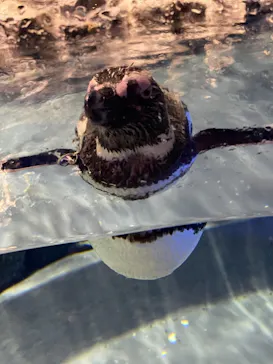 すみだ水族館に投稿された画像（2021/8/17）