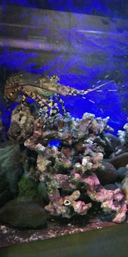 大分マリーンパレス水族館 「うみたまご」に投稿された画像（2021/8/17）