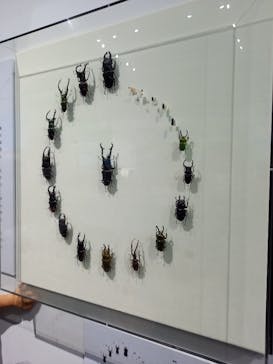 特別展「昆虫」(名古屋市科学館)に投稿された画像（2021/8/17）
