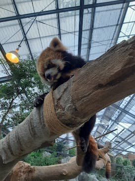 神戸どうぶつ王国に投稿された画像（2021/8/17）