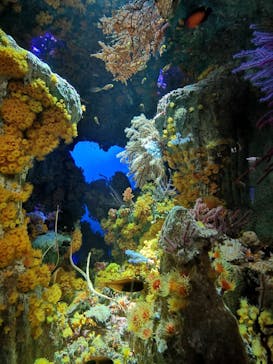 サンシャイン水族館に投稿された画像（2021/8/17）