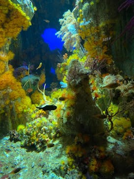 サンシャイン水族館に投稿された画像（2021/8/17）