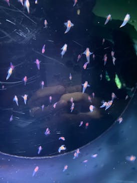 サンシャイン水族館に投稿された画像（2021/8/17）