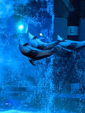 マクセル アクアパーク品川に投稿された画像（2021/8/17）