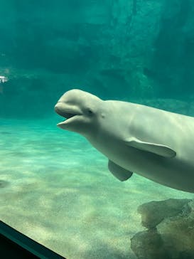 名古屋港水族館に投稿された画像（2021/8/17）