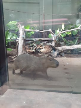 カワスイ 川崎⽔族館に投稿された画像（2021/8/17）