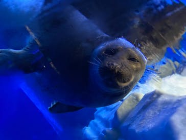 サンシャイン水族館に投稿された画像（2021/8/17）