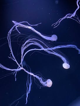 サンシャイン水族館に投稿された画像（2021/8/17）