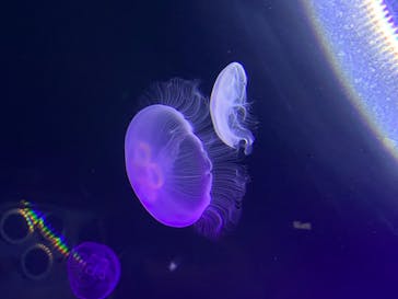 サンシャイン水族館に投稿された画像（2021/8/17）