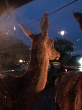 那須サファリパークに投稿された画像（2021/8/17）