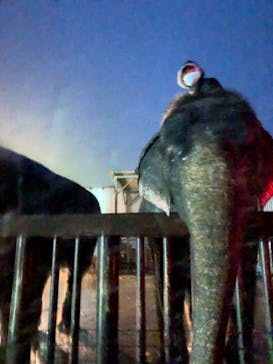 那須サファリパークに投稿された画像（2021/8/17）