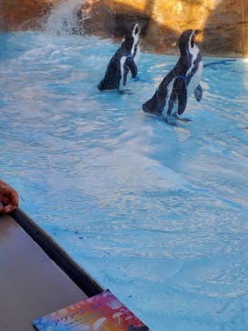 アクアワールド茨城県大洗水族館に投稿された画像（2021/8/18）
