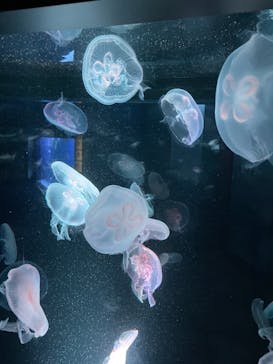 京都水族館に投稿された画像（2021/8/18）