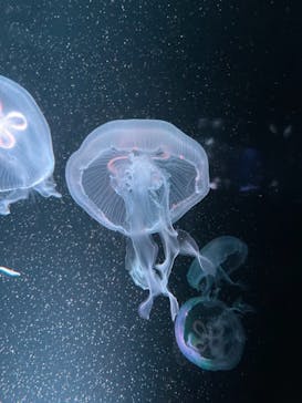 京都水族館に投稿された画像（2021/8/18）