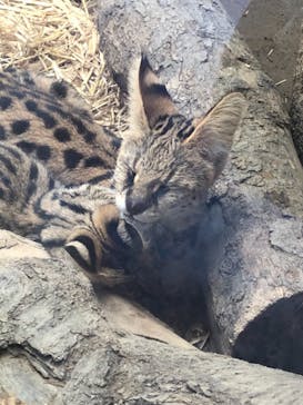 神戸どうぶつ王国に投稿された画像（2021/8/18）