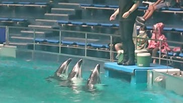 マクセル アクアパーク品川に投稿された画像（2021/8/18）