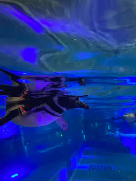 すみだ水族館に投稿された画像（2021/8/18）