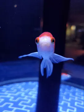 すみだ水族館に投稿された画像（2021/8/18）