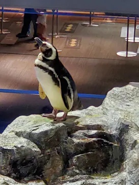 すみだ水族館に投稿された画像（2021/8/18）