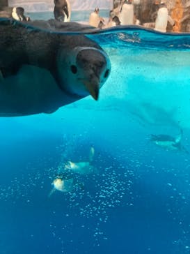 名古屋港水族館に投稿された画像（2021/8/18）