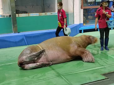 ゼロ距離水族館 伊勢シーパラダイスに投稿された画像（2021/8/18）