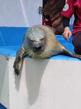 ゼロ距離水族館 伊勢シーパラダイスに投稿された画像（2021/8/18）