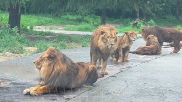 群馬サファリパークに投稿された画像（2021/8/18）