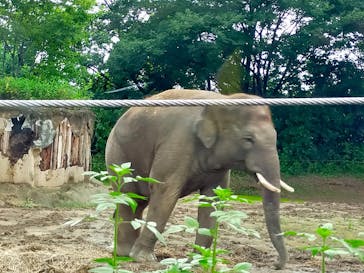 群馬サファリパークに投稿された画像（2021/8/18）