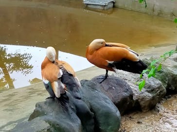 群馬サファリパークに投稿された画像（2021/8/18）