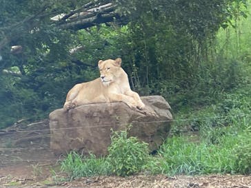 秋吉台自然動物公園 サファリランドに投稿された画像（2021/8/18）