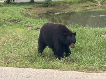 秋吉台自然動物公園 サファリランドに投稿された画像（2021/8/18）