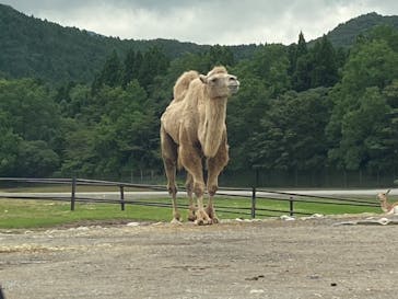 秋吉台自然動物公園 サファリランドに投稿された画像（2021/8/18）