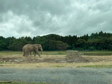 秋吉台自然動物公園 サファリランドに投稿された画像（2021/8/18）