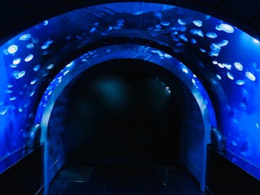 サンシャイン水族館に投稿された画像（2021/8/18）