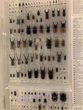 国立科学博物館に投稿された画像（2021/8/18）