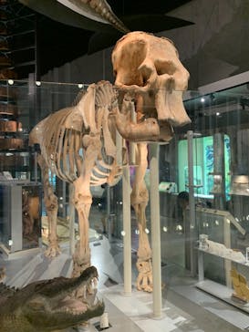 国立科学博物館に投稿された画像（2021/8/18）