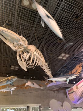 国立科学博物館に投稿された画像（2021/8/18）