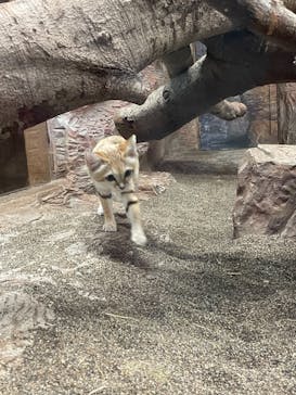 那須どうぶつ王国に投稿された画像（2021/8/18）