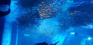 横浜・八景島シーパラダイスに投稿された画像（2021/8/18）