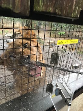 群馬サファリパークに投稿された画像（2021/8/18）