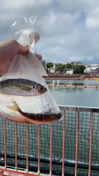 横浜・八景島シーパラダイスに投稿された画像（2021/8/18）