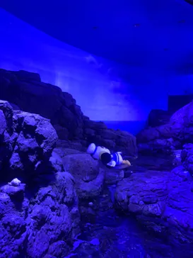 横浜・八景島シーパラダイスに投稿された画像（2021/8/18）