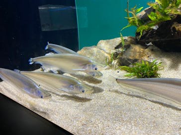 カワスイ 川崎⽔族館に投稿された画像（2021/8/18）