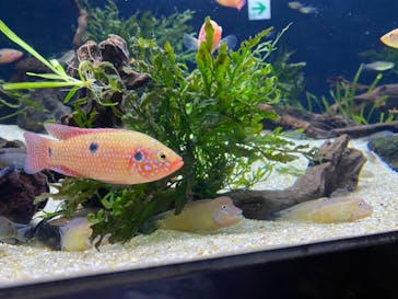 カワスイ 川崎⽔族館に投稿された画像（2021/8/18）