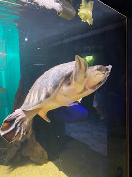 カワスイ 川崎⽔族館に投稿された画像（2021/8/18）